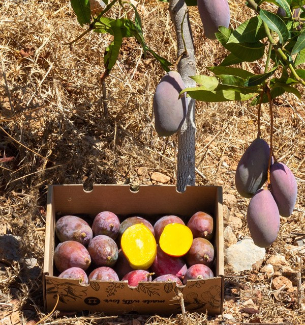 Mangos Online Kaufen | Die Beste Auswahl an Frischen Mangos