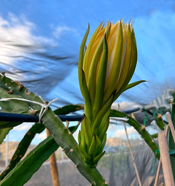 Buy Pitahayas Online | Fresh Dragon Fruit Bursting with Flavor