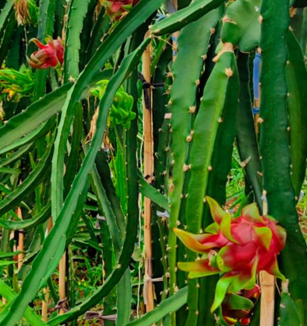 Comprar Pitahayas y Mangos
