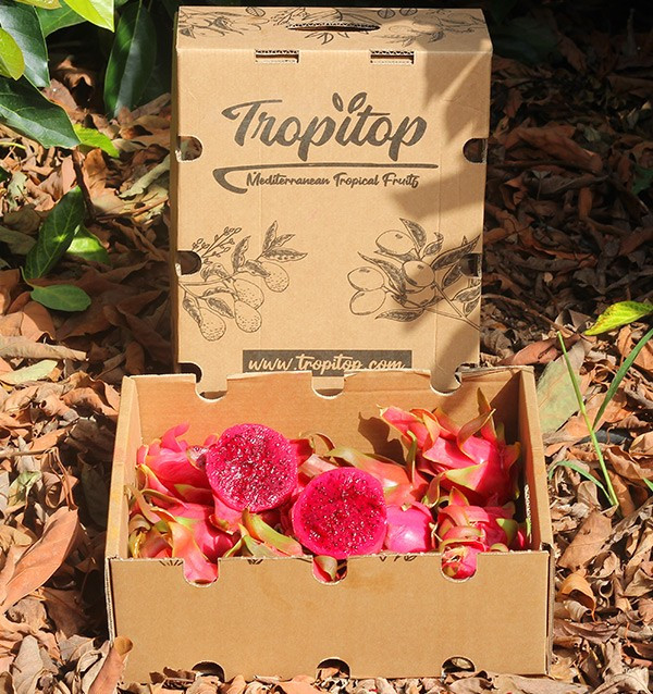 Comprar Pitahayas Online | Fruta del dragón fresca y llena de sabor