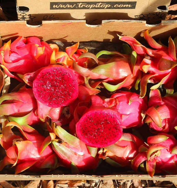 Drachenfrucht Online Kaufen