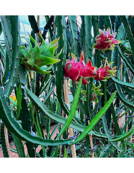 Comprar Pitahayas Online | Fruta del dragón fresca y llena de sabor