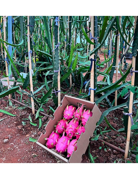 Acquista Pitahaya Online | Gusto Esotico Direttamente a Casa Tua