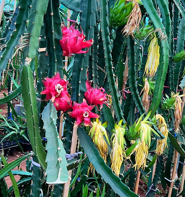 Acquista Pitahaya Online | Gusto Esotico Direttamente a Casa Tua