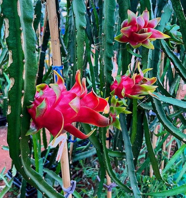 Buy Pitahayas Online | Fresh Dragon Fruit Bursting with Flavor