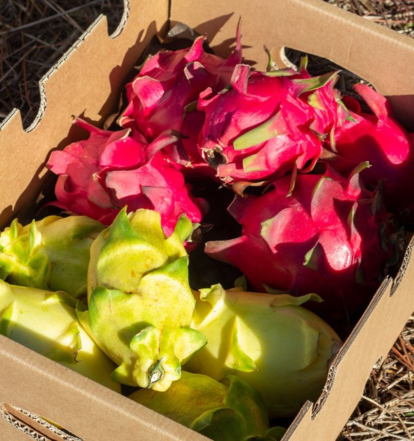 Acquista Pitahaya Online | Gusto Esotico Direttamente a Casa Tua