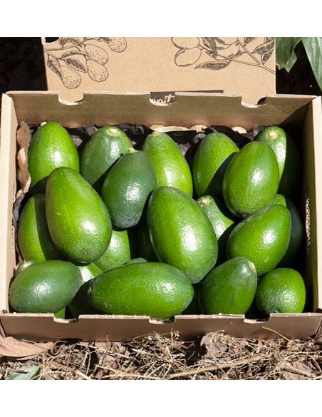 Acquistare Avocado a Buccia Liscia | Frutta Tropicale Online su Tropitop