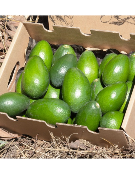 Comprar Aguacates Piel Lisa | Fruta Tropical Online en Tropitop