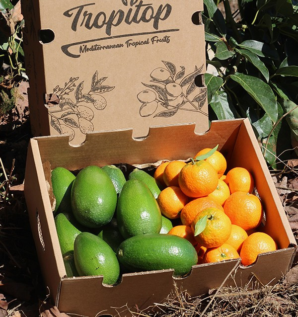 Comprar Abacates bacon e clementinas ao melhor preço