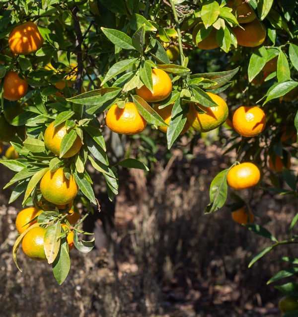 Compre Tangerinas Clementina online