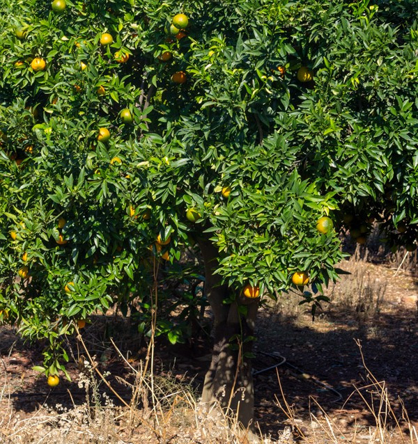 Clementinas en el campo