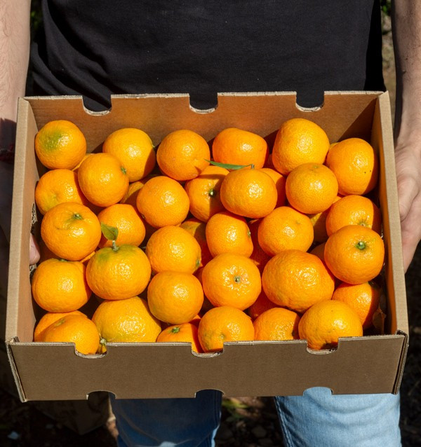 Compre Tangerinas Clementina online