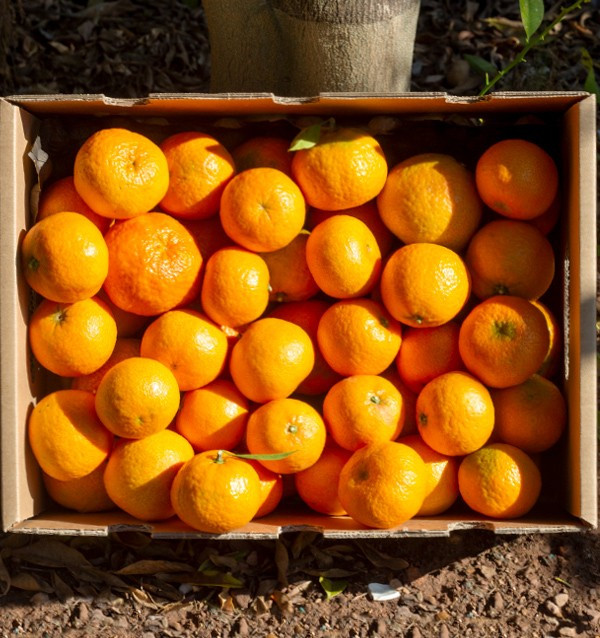 High-Quality Clementine Mandarins | Buy Mandarins online now 2