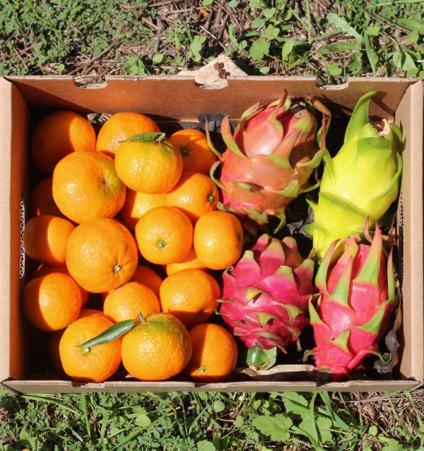 Mandarine et pitahaya