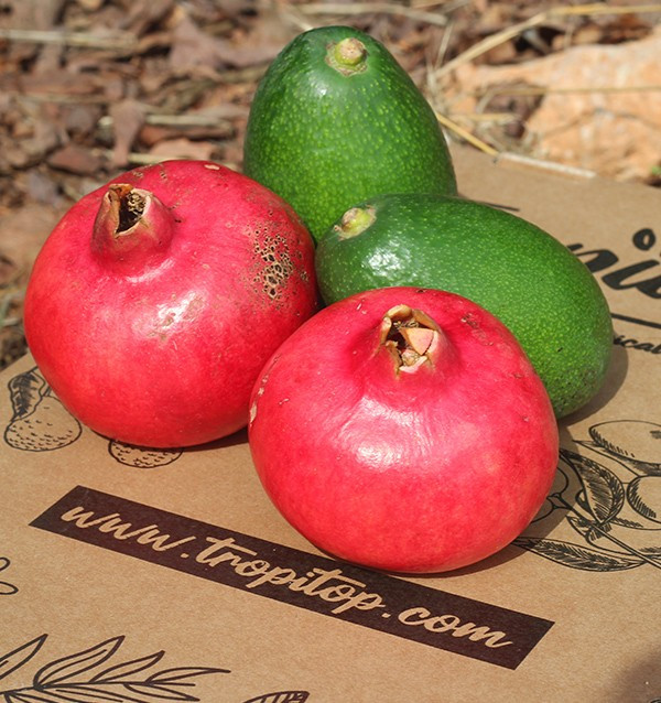 Buy pomegranates and avocados