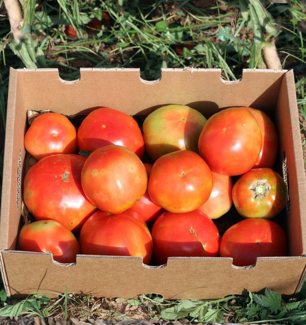 Achetez des Tomates en Ligne - Tomates Fraîches Savoureuses et de Qualité