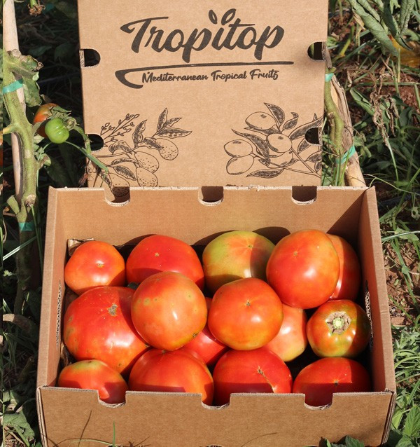 Compra Tomates Online - Tomates frescos sabrosos y de calidad