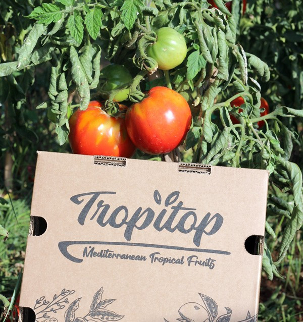 Achetez des Tomates en Ligne - Tomates Fraîches Savoureuses et de Qualité
