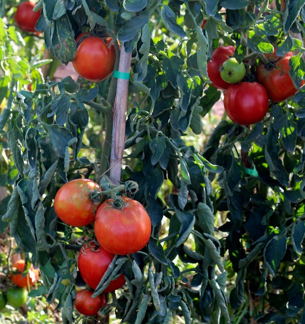 Compra Tomates Online - Tomates frescos sabrosos y de calidad