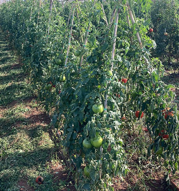 Compra Tomates Online - Tomates frescos sabrosos y de calidad
