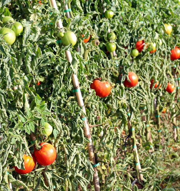 Compra Pomodori Online - Pomodori Freschi Gustosi e di Qualità