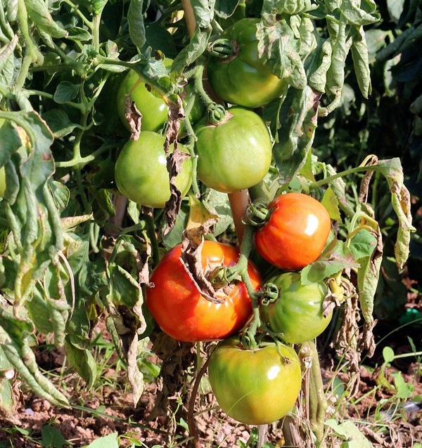 Compra Tomates Online - Tomates frescos sabrosos y de calidad
