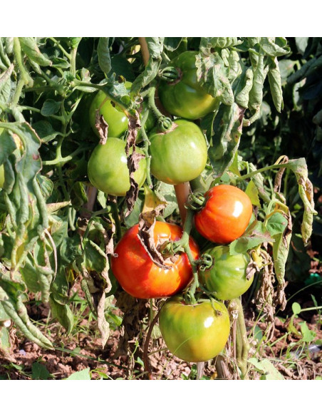 Buy Tomatoes Online - Tasty and Quality Fresh Tomatoes