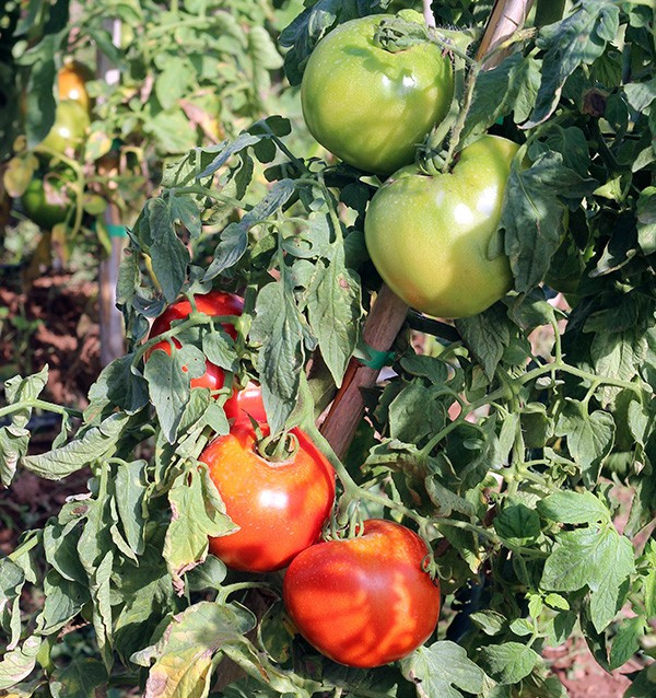 Compra Tomates Online - Tomates frescos sabrosos y de calidad