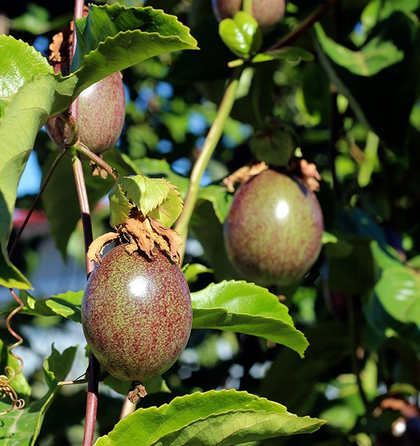 Buy Passion Fruit Online