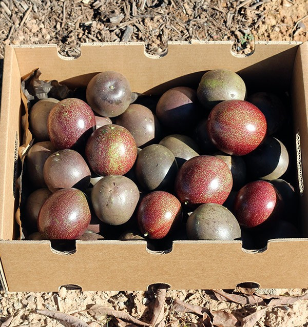 Passionsfrucht online kaufen