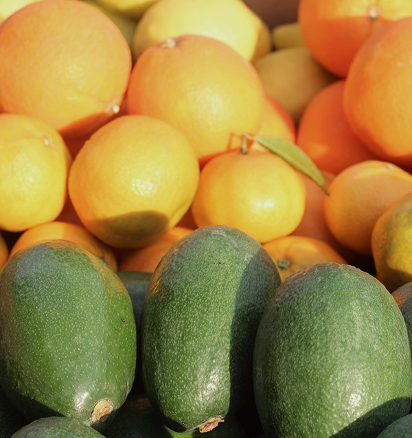 Avocado, orange, mandarin & lemon pack