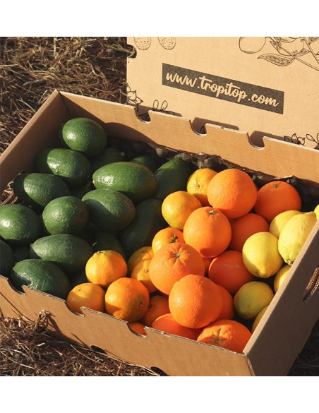 Cesta de aguacates, naranjas, mandarinas y limónes