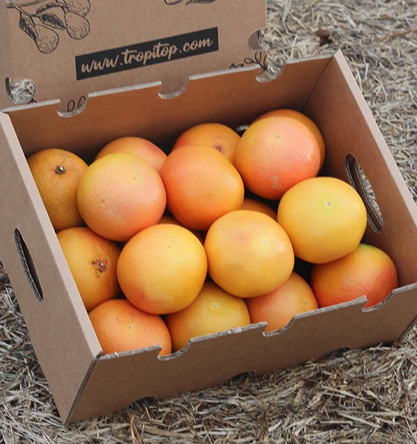 Buy Grapefruits online