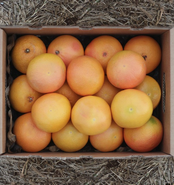 Compre toranja online