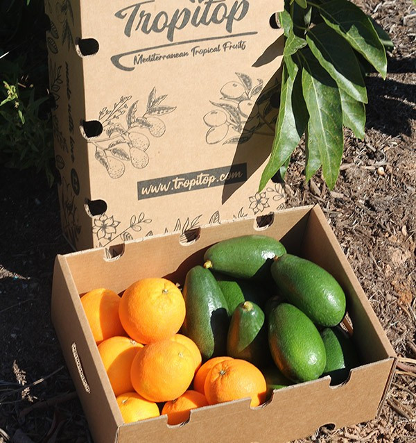 Cesta de naranjas y aguacates piel lisa online