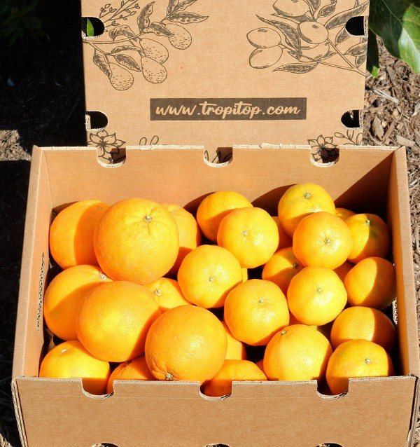 Compre clementinas e laranjas valencianas