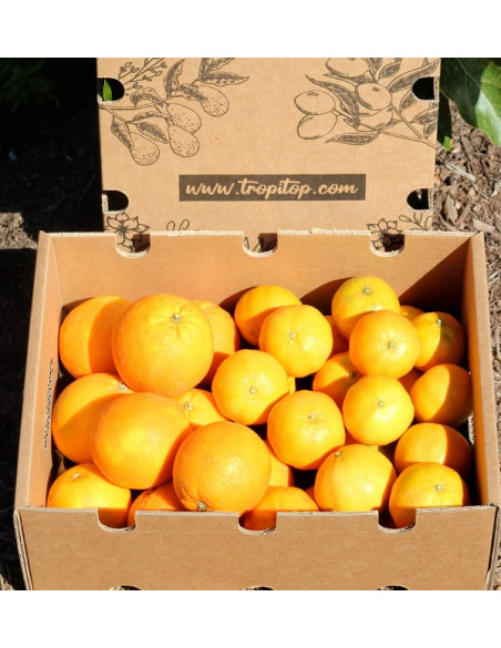 Buy clementines and oranges