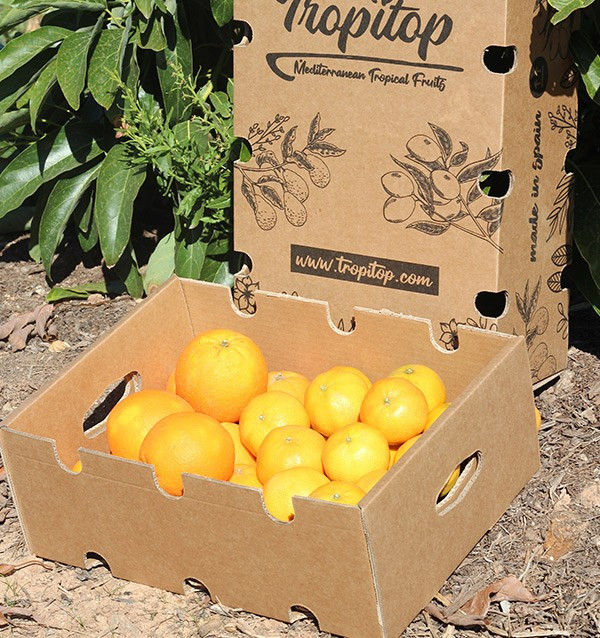 Naranjas valencianas y mandarinas clementinas directas del campo