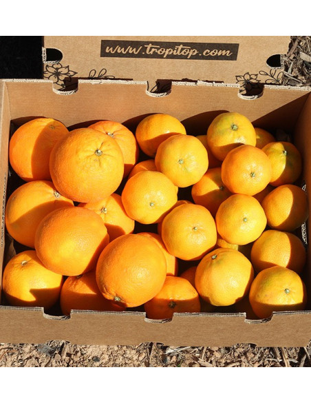 Buy clementines and oranges