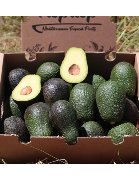 Acquista gli avocado online su Tropitop