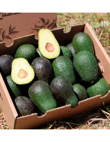 Acquista gli avocado online su Tropitop