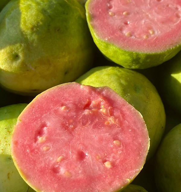 Acquista Guava Fresca Online | Guava dalla Spagna