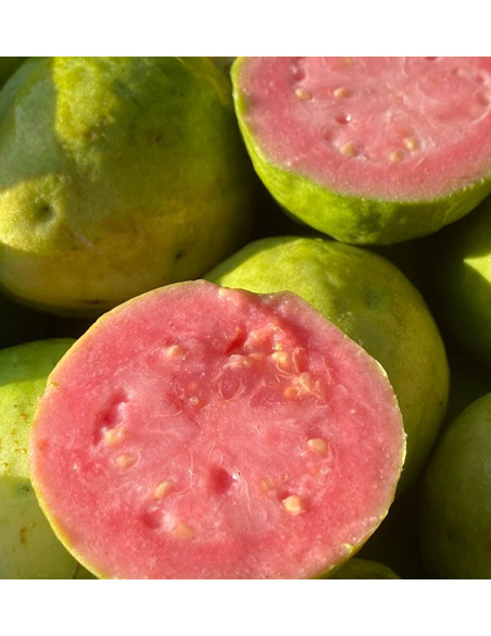 guayaba cortada