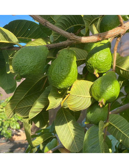 guayaba en arbol