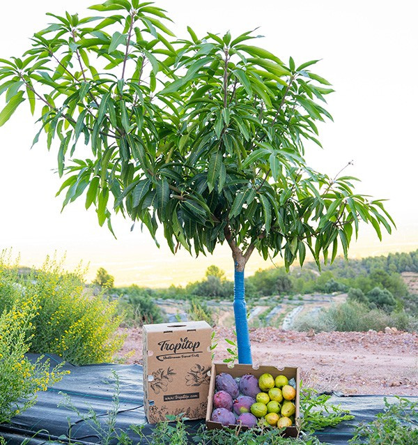Comprar Guayabas y Mangos
