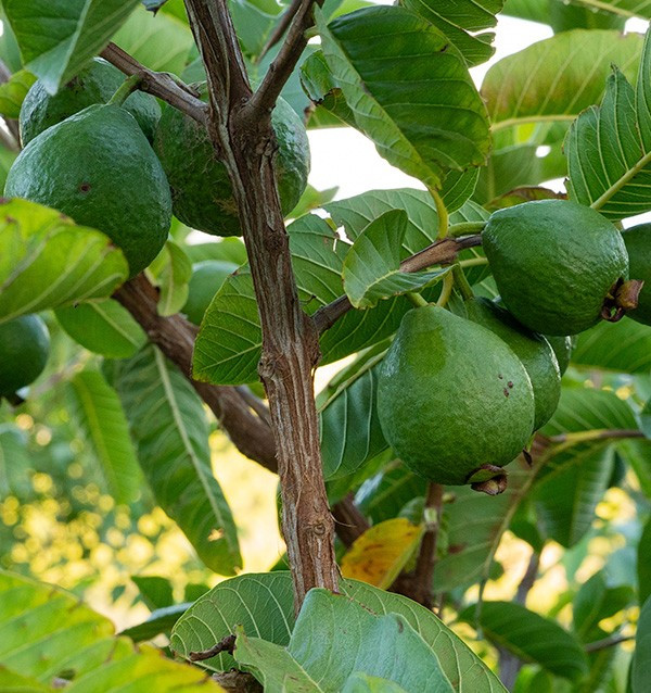 Compra Guava e Manghi