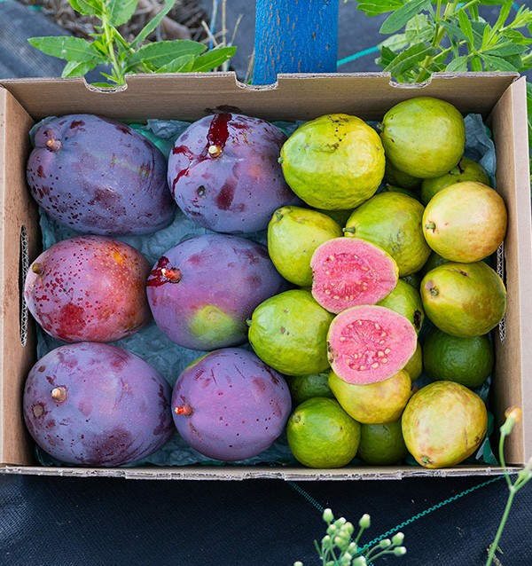 Guaven und Mangos kaufen