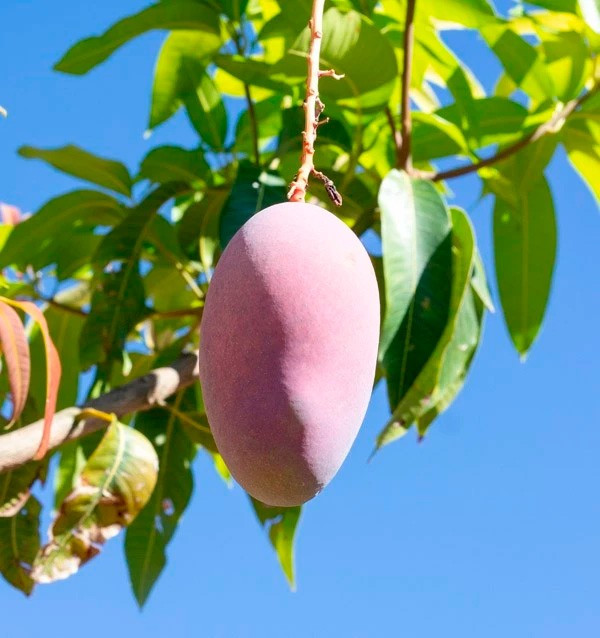 Buy Guavas and Mangos