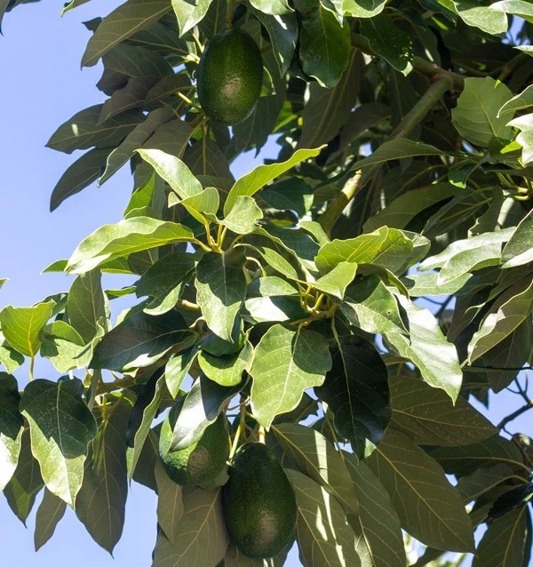 Acheter des Avocats à Peau Lisse et des Goyaves