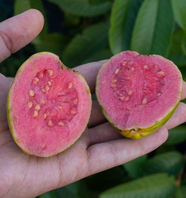 Buy Smooth-Skinned Avocados and Guavas